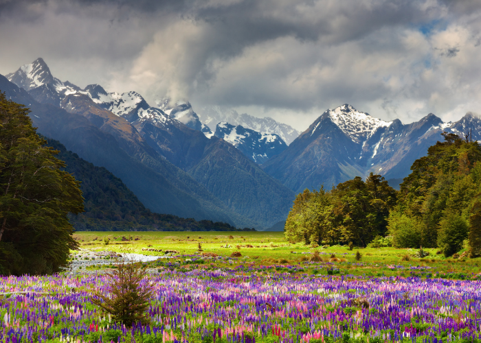 valley of flowers 1