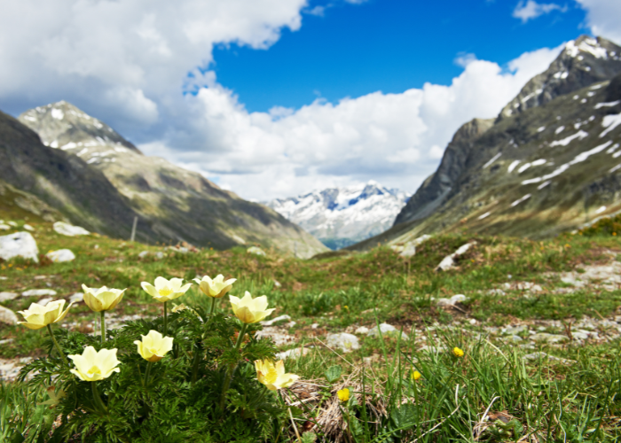 valley of flowers 2